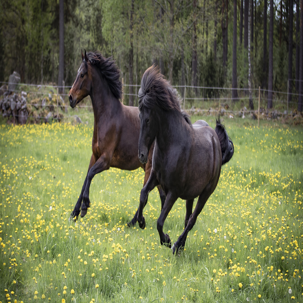 5 summer tips for your horse
