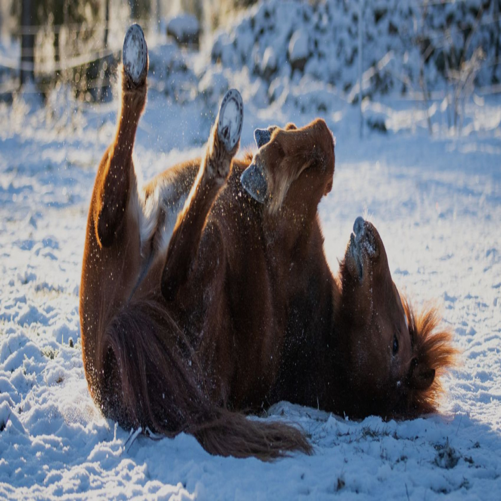 Symptoms and prevention of colic in horses
