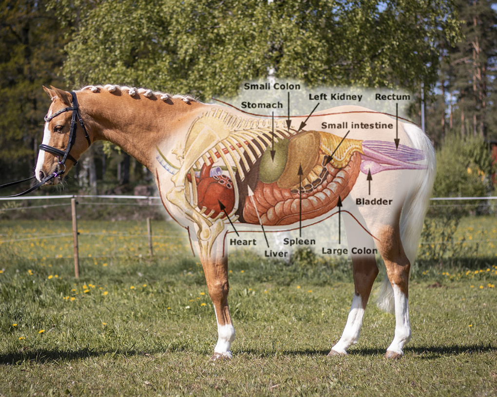 Tips for horse gut health