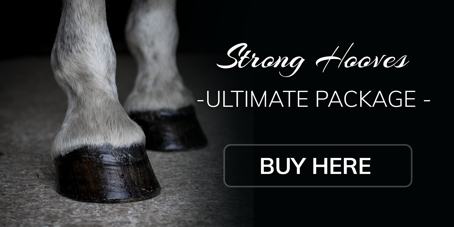 best trace minerals for horses